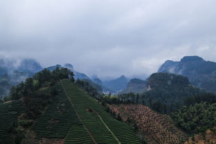 2016浙江武義元宵行 二