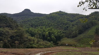 養(yǎng)身福地武義漫游